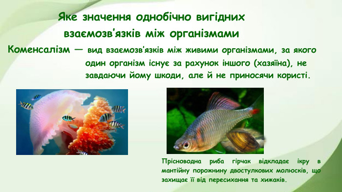 Яке значення однобічно вигідних взаємозв’язків між організмами. Коменсалізм — вид взаємозв’язків між живими організмами, за якого один організм існує за рахунок іншого (хазяїна), не завдаючи йому шкоди, але й не приносячи користі. Прісноводна риба гірчак відкладає ікру в мантійну порожнину двостулкових молюсків, що захищає її від пересихання та хижаків.