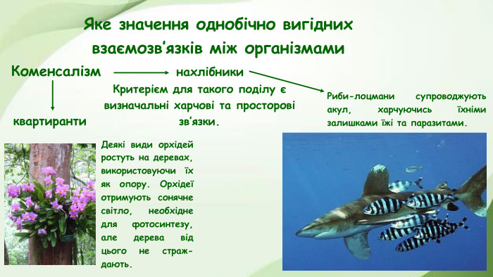 Яке значення однобічно вигідних взаємозв’язків між організмами. Коменсалізмнахлібникиквартиранти. Риби-лоцмани супроводжують акул, харчуючись їхніми залишками їжі та паразитами. Деякі види орхідей ростуть на деревах, використовуючи їх як опору. Орхідеї отримують сонячне світло, необхідне для фотосинтезу, але дерева від цього не страж- дають. Критерієм для такого поділу є визначальні харчові та просторові зв’язки.