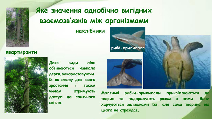 Яке значення однобічно вигідних взаємозв’язків між організмами. Маленькі рибки-прилипали прикріплюються до тварин та подорожують разом з ними. Вони харчуються залишками їжі, але сама тварина від цього не страждає. Деякі види ліан обвиваються навколо дерев,використовуючи їх як опору для свого зростання і таким чином отримують доступ до сонячного світла. риба-прилипаланахлібникиквартиранти