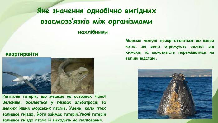 Яке значення однобічно вигідних взаємозв’язків між організмаминахлібникиквартиранти. Морські жолуді прикріплюються до шкіри китів, де вони отримують захист від хижаків та можливість переміщатися на великі відстані. Рептилія гатерія, що мешкає на островах Нової Зеландія, оселяється у гніздах альбатросів та деяких інших морських птахів. Удень, коли птах залишає гніздо, його займає гатерія. Уночі гатерія залишає гніздо птаха й виходить на полювання.