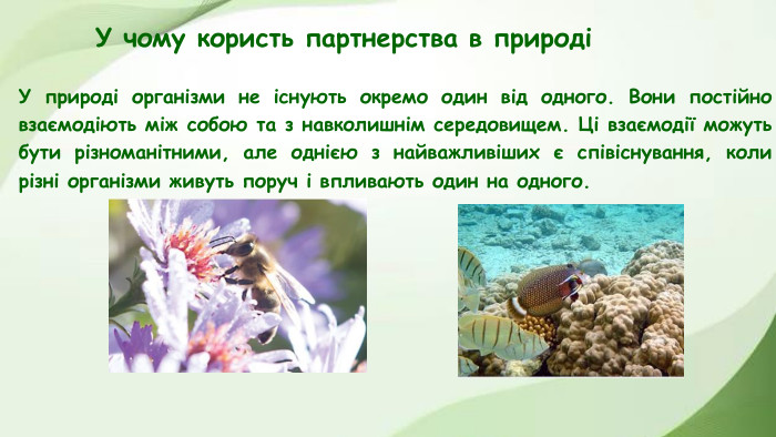 У чому користь партнерства в природіУ природі організми не існують окремо один від одного. Вони постійно взаємодіють між собою та з навколишнім середовищем. Ці взаємодії можуть бути різноманітними, але однією з найважливіших є співіснування, коли різні організми живуть поруч і впливають один на одного.