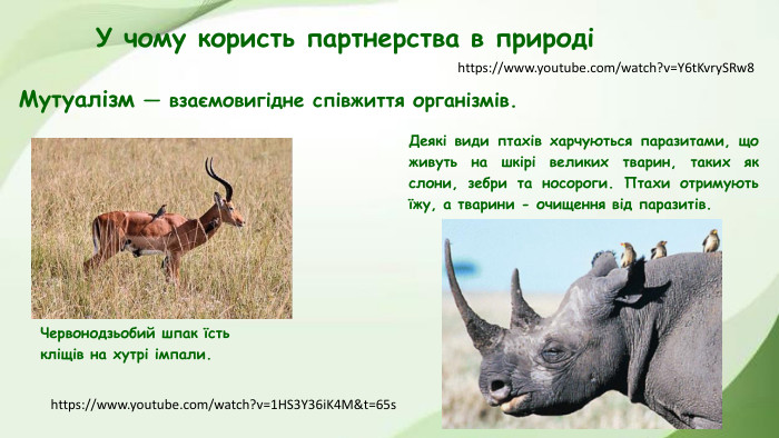 У чому користь партнерства в природіМутуалізм — взаємовигідне співжиття організмів. Червонодзьобий шпак їсть кліщів на хутрі імпали. Деякі види птахів харчуються паразитами, що живуть на шкірі великих тварин, таких як слони, зебри та носороги. Птахи отримують їжу, а тварини - очищення від паразитів.https://www.youtube.com/watch?v=1 HS3 Y36i. K4 M&t=65shttps://www.youtube.com/watch?v=Y6t. Kvry. SRw8