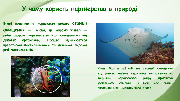 У чому користь партнерства в природіВчені виявили у коралових рифах станції очищення — місця, де морські жителі — риби, морські черепахи та інші, очищаються від дрібних організмів. Процес здійснюється креветками-чистильниками та деякими видами риб-чистильників. Скат Manta alfredi на станції очищення підтримує майже нерухоме положення на вершині коралового рифу протягом декількох хвилин. В цей час риби-чистильники чистять тіло ската.