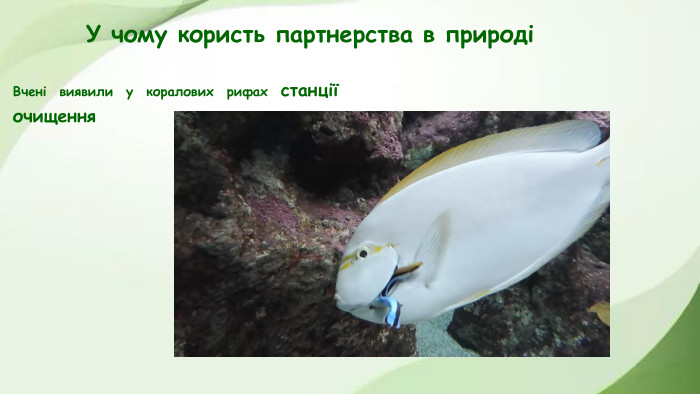 У чому користь партнерства в природіВчені виявили у коралових рифах станції очищення