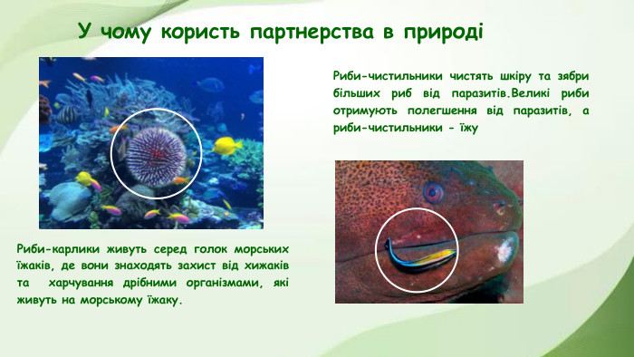 У чому користь партнерства в природіРиби-карлики живуть серед голок морських їжаків, де вони знаходять захист від хижаків та харчування дрібними організмами, які живуть на морському їжаку. Риби-чистильники чистять шкіру та зябри більших риб від паразитів. Великі риби отримують полегшення від паразитів, а риби-чистильники - їжу