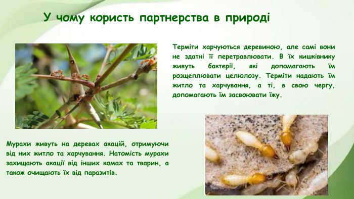 У чому користь партнерства в природіМурахи живуть на деревах акацій, отримуючи від них житло та харчування. Натомість мурахи захищають акації від інших комах та тварин, а також очищають їх від паразитів. Терміти харчуються деревиною, але самі вони не здатні її перетравлювати. В їх кишківнику живуть бактерії, які допомагають їм розщеплювати целюлозу. Терміти надають їм житло та харчування, а ті, в свою чергу, допомагають їм засвоювати їжу.