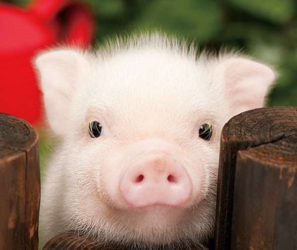 Картинки по запросу свиня