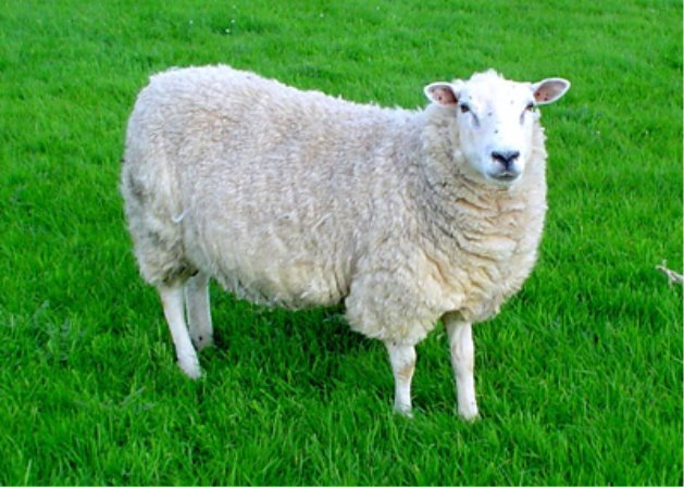 Картинки по запросу вівця