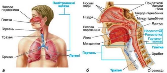 Картинки по запросу схема внутрішнього дихання людини