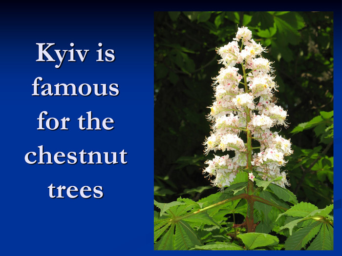 Kyiv is famous for the chestnut trees 