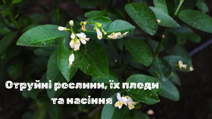 Отруйні рослини, їх плоди та насіння