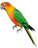 20-parrot-png-images-download.png