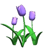 tulips_blue_hc