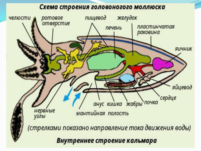Какой тип питания характерен для каракатицы лекарственной. Строение головоногих моллюсков. Питание строение головоногих моллюсков. Кровеносная система головоногих. Головоногие моллюски внутреннее строение.