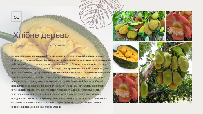  Хлiбне деревооднодомне дерево родини тутовихважливе джерело харчування. М'якоть дозрілих плодів (суплідь) хлібного дерева печуть, варять, сушать, зацукровують, їдять сирим і навіть, розминаючи і розтираючи, роблять з неї тісто для своєрідних «млинчиків». Подібно бананам, недостиглі плоди використовуються як овочі, а зрілі, солодші — як фрукти. Про зрілість плодів свідчать крапельки латексу, що проступають на його шкірці. На смак смажені плоди нагадують швидше картоплю, ніж хліб. Свіжа м'якість швидко псується, але сухарі з хлібного дерева зберігаються дуже довго, до декількох років. Мешканці Полінезії (Самоа) винайшли спосіб надовго запасати плоди хлібного дерева. Їх чистять, розрізують, потім щільно завертають в листя банану і заривають. Плоди переброджують, перетворюючись на тістоподібну масу, але не гниють, залишаючись їстівними впродовж декількох років. Цю масу потім завертають в листя геліконії і смажать на кокосовій олії. Батьківщиною  хлібного дерева вважається Нова Гвінея, звідки полінезійці завезли його на острови ОкеаніїSC