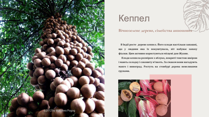 Кеппел. Вічнозелене дерево, сімейства аннонових В Індії росте  дерево кеппел. Його плоди настільки запашні, що у людини яка їх покуштувала, піт набуває запаху фіалки. Цим активно користуються місцеві дон-Жуани.  Плоди кеппела розміром з яблуко, покриті товстою шкірою і мають солодку і соковиту м'якоть. За смаком вони нагадують манго і виноград. Ростуть на стовбурі дерева невеликими групами.