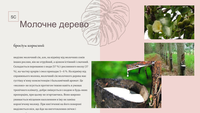 SC Молочне деревобросіум кориснийвиділяє молочний сік, але, на відміну від молочних соків інших рослин, він не отруйний, а цілком їстівний і смачний. Складається переважно з води (57 %) і рослинного воску (37 %), на частку цукрів і смол припадає 5—6 %. На відміну від справжнього молока, молочний сік молочного дерева має густішу в'язку консистенцію і бальзамічний аромат. Це «молоко» не псується протягом тижня навіть в умовах тропічного клімату, добре змішується з водою в будь-яких пропорціях, при цьому не згортаючись. Воно широко уживається місцевим населенням в їжу як заміна коров'ячому молоку. При кип'яченні на його поверхні виділяється віск, що йде на виготовлення свічок і жувальної гумки.