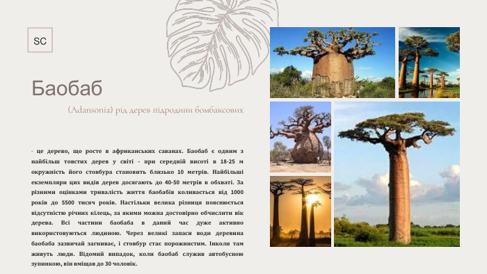 Баобаб (Adansonia) рід дерев підродини бомбаксових- це дерево, що росте в африканських саванах. Баобаб є одним з найбільш товстих дерев у світі - при середній висоті в 18-25 м окружність його стовбура становить близько 10 метрів. Найбільші екземпляри цих видів дерев досягають до 40-50 метрів в обхваті. За різними оцінками тривалість життя баобабів коливається від 1000 років до 5500 тисяч років. Настільки велика різниця пояснюється відсутністю річних кілець, за якими можна достовірно обчислити вік дерева. Всі частини баобаба в даний час дуже активно використовуються людиною. Через великі запаси води деревина баобаба зазвичай загниває, і стовбур стає порожнистим. Інколи там живуть люди. Відомий випадок, коли баобаб служив автобусною зупинкою, він вміщав до 30 чоловік. SC