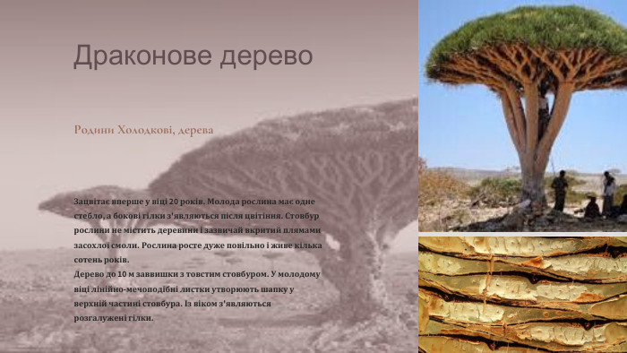Драконове дерево Родини Холодкові, дерева. Зацвітає вперше у віці 20 років. Молода рослина має одне стебло, а бокові гілки з'являються після цвітіння. Стовбур рослини не містить деревини і зазвичай вкритий плямами засохлої смоли. Рослина росте дуже повільно і живе кілька сотень років. Дерево до 10 м заввишки з товстим стовбуром. У молодому віці лінійно-мечоподібні листки утворюють шапку у верхній частині стовбура. Із віком з'являються розгалужені гілки.