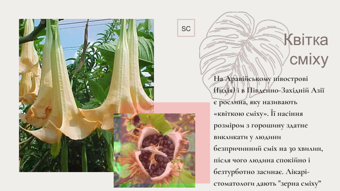 SCКвiтка смiху. На Аравійському півострові (Індія) і в Південно-Західній Азії є рослина, яку називають «квіткою сміху». Її насіння розміром з горошину здатне викликати у людини безпричинний сміх на 30 хвилин, після чого людина спокійно і безтурботно засинає. Лікарі-стоматологи дають 