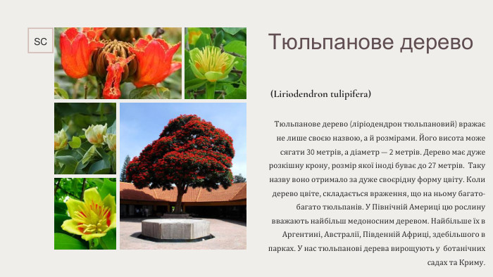 Тюльпанове дерево (Liriodendron tulipifera) Тюльпанове дерево (ліріодендрон тюльпановий) вражає не лише своєю назвою, а й розмірами. Його висота може сягати 30 метрів, а діаметр — 2 метрів. Дерево має дуже розкішну крону, розмір якої іноді буває до 27 метрів.  Таку назву воно отримало за дуже своєрідну форму цвіту. Коли дерево цвіте, складається враження, що на ньому багато-багато тюльпанів. У Північній Америці цю рослину вважають найбільш медоносним деревом. Найбільше їх в Аргентині, Австралії, Південній Африці, здебільшого в парках. У нас тюльпанові дерева вирощують у  ботанічних садах та Криму. SC