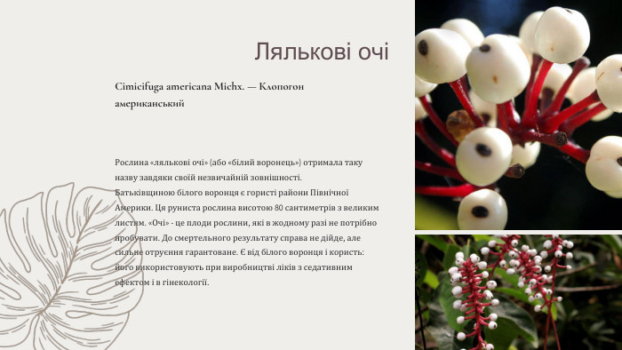  Ляльковi очi. Cimicifuga americana Michx. — Клопогон американський. Рослина «лялькові очі» (або «білий воронець») отримала таку назву завдяки своїй незвичайній зовнішності. Батьківщиною білого воронця є гористі райони Північної Америки. Ця руниста рослина висотою 80 сантиметрів з великим листям. «Очі» - це плоди рослини, які в жодному разі не потрібно пробувати. До смертельного результату справа не дійде, але сильне отруєння гарантоване. Є від білого воронця і користь: його використовують при виробництві ліків з седативним ефектом і в гінекології.