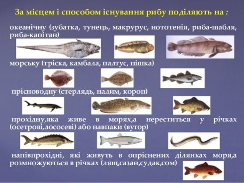 Картинки по запросу класифікація риби