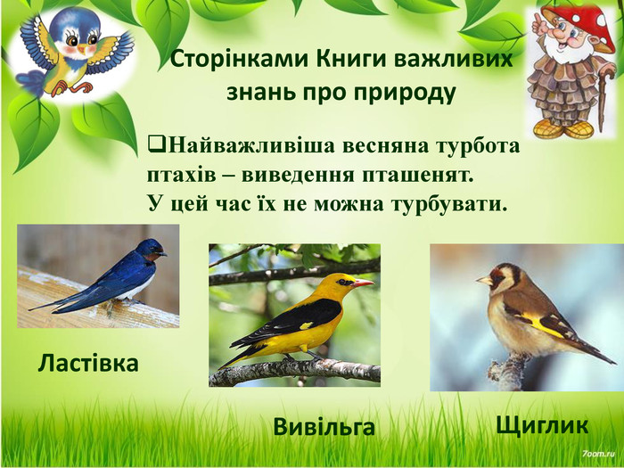  Сторінками Книги важливих знань про природу. Найважливіша весняна турбота птахів – виведення пташенят. У цей час їх не можна турбувати. Вивільга. Ластівка. Щиглик