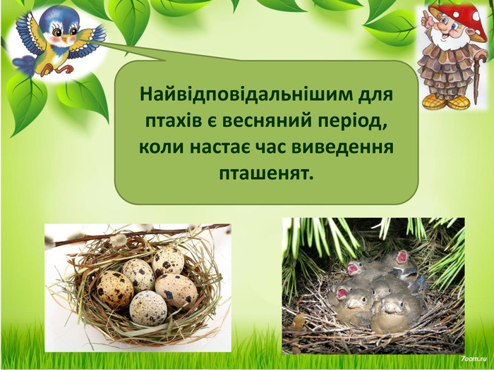  Найвідповідальнішим для птахів є весняний період, коли настає час виведення пташенят.