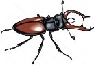 C:\Users\User\Desktop\depositphotos_26703973-stock-illustration-stag-beetle.jpg