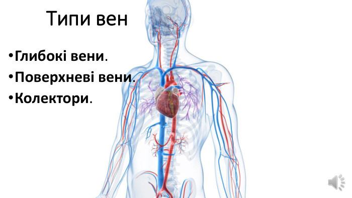 Типи вен. Глибокі вени. Поверхневі вени. Колектори.