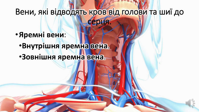 Вени, які відводять кров від голови та шиї до серця. Яремні вени: Внутрішня яремна вена. Зовнішня яремна вена.
