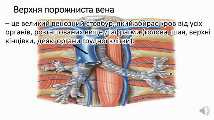 Верхня порожниста вена – це великий венозний стовбур, який збирає кров від усіх органів, розташованих вище діафрагми (голова, шия, верхні кінцівки, деякі органи грудної клітки).