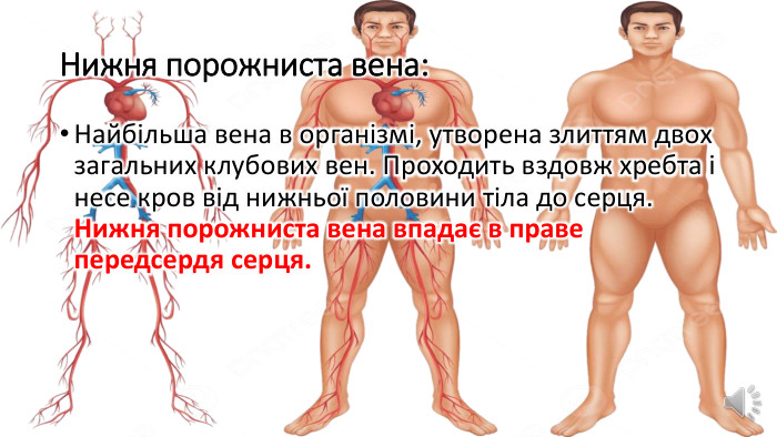Нижня порожниста вена: Найбільша вена в організмі, утворена злиттям двох загальних клубових вен. Проходить вздовж хребта і несе кров від нижньої половини тіла до серця. Нижня порожниста вена впадає в праве передсердя серця.
