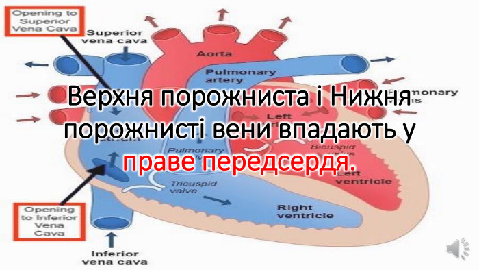 Верхня порожниста і Нижня порожнисті вени впадають у праве передсердя. 