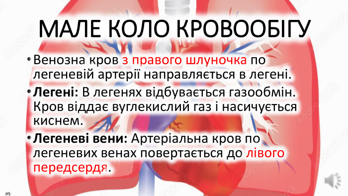 МАЛЕ КОЛО КРОВООБІГУВенозна кров з правого шлуночка по легеневій артерії направляється в легені. Легені: В легенях відбувається газообмін. Кров віддає вуглекислий газ і насичується киснем. Легеневі вени: Артеріальна кров по легеневих венах повертається до лівого передсердя.