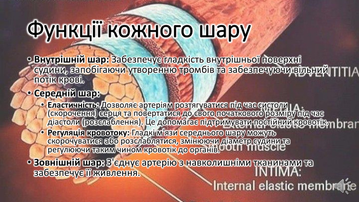 Функції кожного шару. Внутрішній шар: Забезпечує гладкість внутрішньої поверхні судини, запобігаючи утворенню тромбів та забезпечуючи вільний потік крові. Середній шар: Еластичність: Дозволяє артеріям розтягуватися під час систоли (скорочення) серця та повертатися до свого початкового розміру під час діастоли (розслаблення). Це допомагає підтримувати постійний кровотік. Регуляція кровотоку: Гладкі м'язи середнього шару можуть скорочуватися або розслаблятися, змінюючи діаметр судини та регулюючи таким чином кровотік до органів. Зовнішній шар: З'єднує артерію з навколишніми тканинами та забезпечує її живлення.