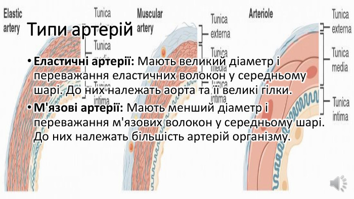 Типи артерій. Еластичні артерії: Мають великий діаметр і переважання еластичних волокон у середньому шарі. До них належать аорта та її великі гілки. М'язові артерії: Мають менший діаметр і переважання м'язових волокон у середньому шарі. До них належать більшість артерій організму.