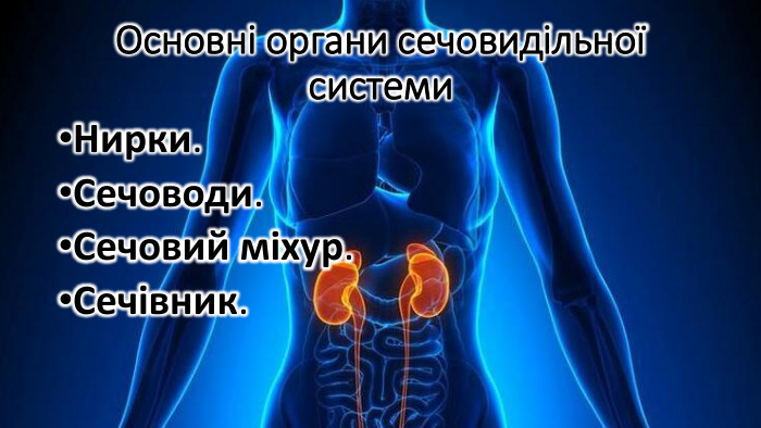 Основні органи сечовидільної системи. Нирки. Сечоводи. Сечовий міхур. Сечівник.
