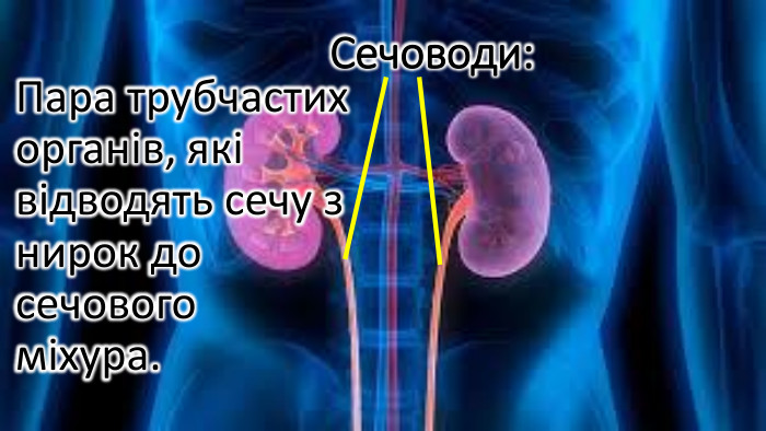 Сечоводи: Пара трубчастих органів, які відводять сечу з нирок до сечового міхура.