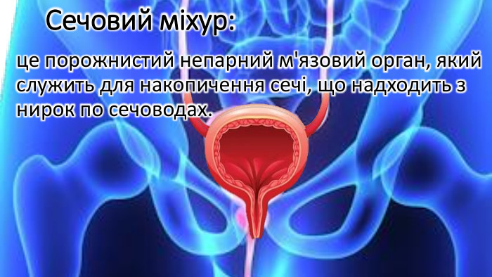 Сечовий міхур: це порожнистий непарний м'язовий орган, який служить для накопичення сечі, що надходить з нирок по сечоводах.