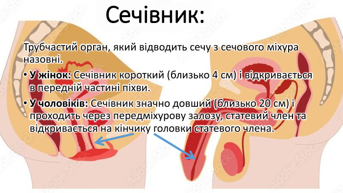 Сечівник: Трубчастий орган, який відводить сечу з сечового міхура назовні. У жінок: Сечівник короткий (близько 4 см) і відкривається в передній частині піхви. У чоловіків: Сечівник значно довший (близько 20 см) і проходить через передміхурову залозу, статевий член та відкривається на кінчику головки статевого члена.