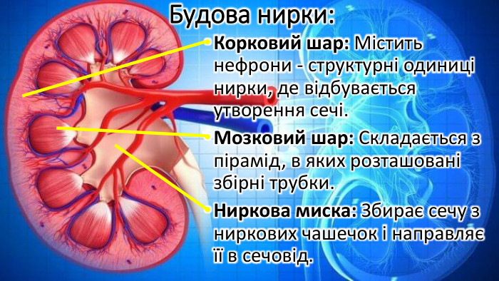 Будова нирки: Корковий шар: Містить нефрони - структурні одиниці нирки, де відбувається утворення сечі. Мозковий шар: Складається з пірамід, в яких розташовані збірні трубки. Ниркова миска: Збирає сечу з ниркових чашечок і направляє її в сечовід.