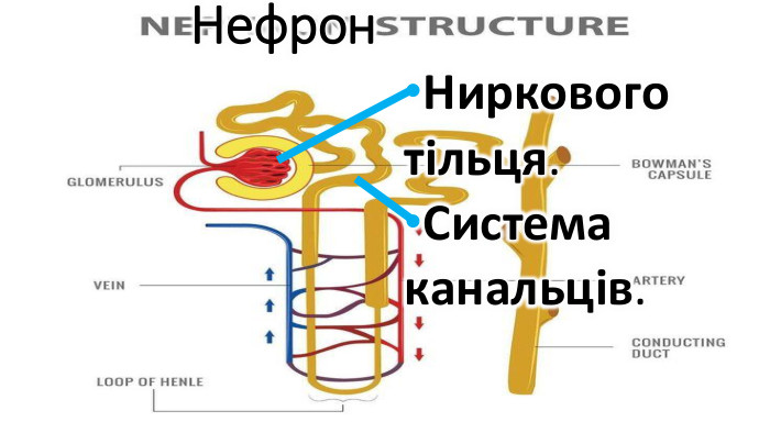 Нефрон. Ниркового тільця. Система канальців.