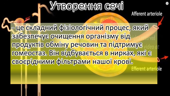 Утворення сечі - це складний фізіологічний процес, який забезпечує очищення організму від продуктів обміну речовин та підтримує гомеостаз. Він відбувається в нирках, які є своєрідними фільтрами нашої крові.