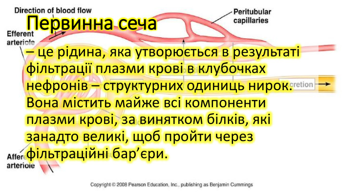 Первинна сеча– це рідина, яка утворюється в результаті фільтрації плазми крові в клубочках нефронів – структурних одиниць нирок. Вона містить майже всі компоненти плазми крові, за винятком білків, які занадто великі, щоб пройти через фільтраційні бар’єри.