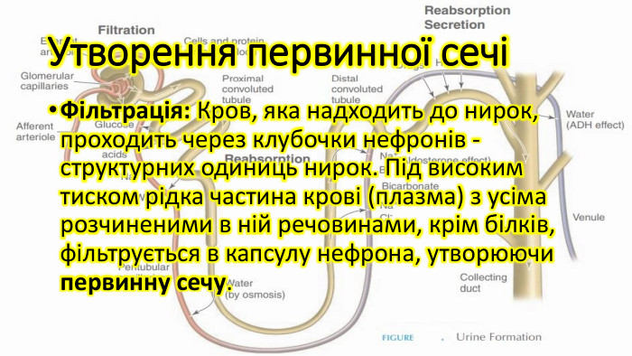 Утворення первинної сечіФільтрація: Кров, яка надходить до нирок, проходить через клубочки нефронів - структурних одиниць нирок. Під високим тиском рідка частина крові (плазма) з усіма розчиненими в ній речовинами, крім білків, фільтрується в капсулу нефрона, утворюючи первинну сечу.