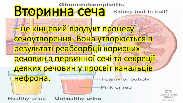 Вторинна сеча– це кінцевий продукт процесу сечоутворення. Вона утворюється в результаті реабсорбції корисних речовин з первинної сечі та секреції деяких речовин у просвіт канальців нефрона.