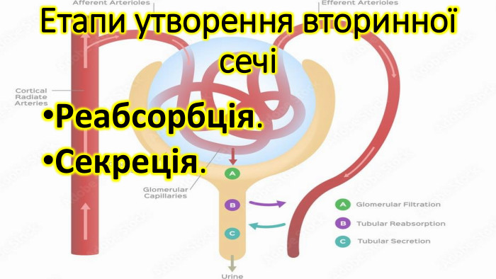 Етапи утворення вторинної сечіРеабсорбція. Секреція.