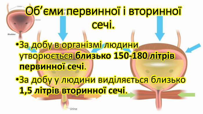 Об’єми первинної і вторинної сечі. За добу в організмі людини утворюється близько 150-180 літрів первинної сечі. За добу у людини виділяється близько 1,5 літрів вторинної сечі.